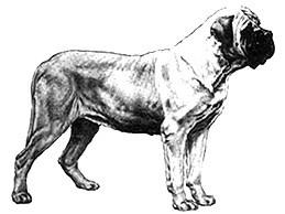 Dog Images