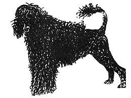 Dog Images
