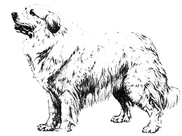 Dog Images