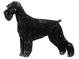 Dog Images