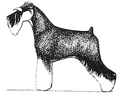 Dog Images
