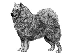 Dog Images