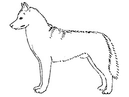 Dog Images