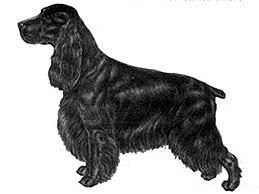 Dog Images