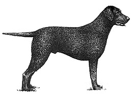Dog Images
