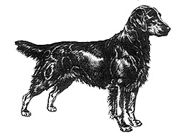 Dog Images