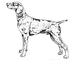 Dog Images