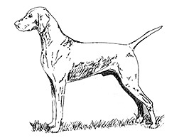 Dog Images