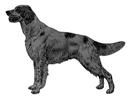 Dog Images