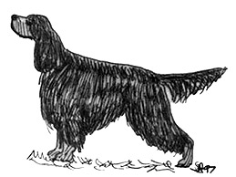 Dog Images