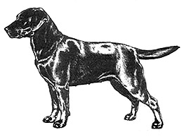 Dog Images