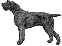 Dog Images