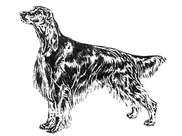 Dog Images