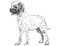 Dog Images