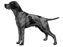 Dog Images
