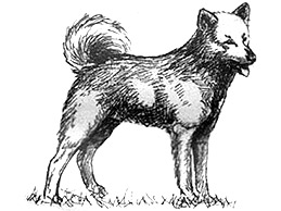 Dog Images