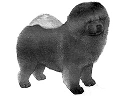 Dog Images