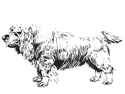 Dog Images