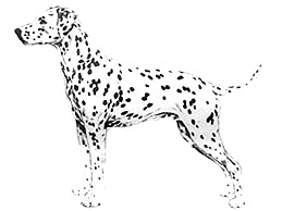 Dog Images