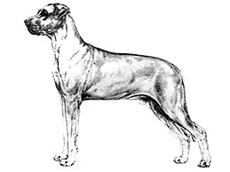 Dog Images