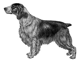 Dog Images