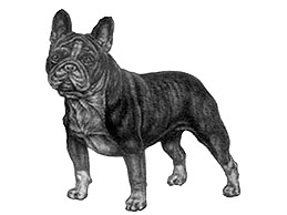 Dog Images