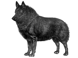 Dog Images