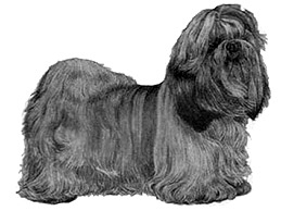 Dog Images