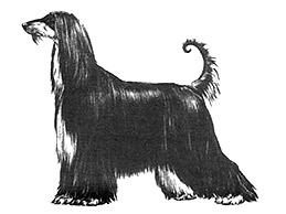 Dog Images