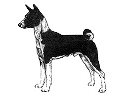 Dog Images