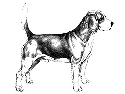Dog Images