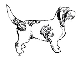 Dog Images