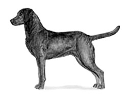 Dog Images