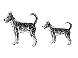 Dog Images