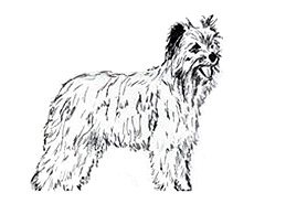 Dog Images