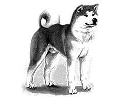 Dog Images