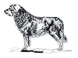 Dog Images