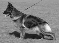Dog Images