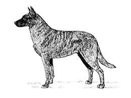 Dog Images