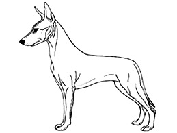 Dog Images