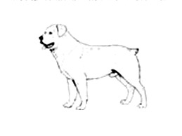 Dog Images