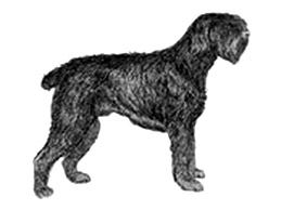 Dog Images