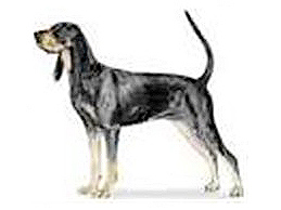 Dog Images