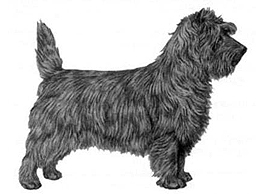 Dog Images