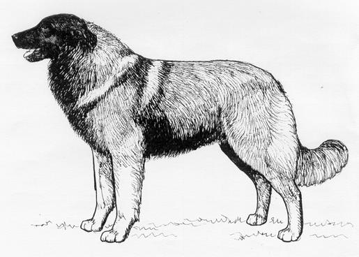 Dog Images