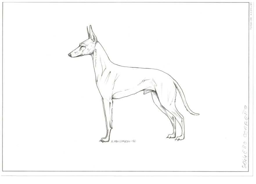 Dog Images