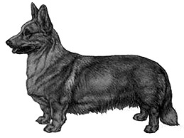 Dog Images