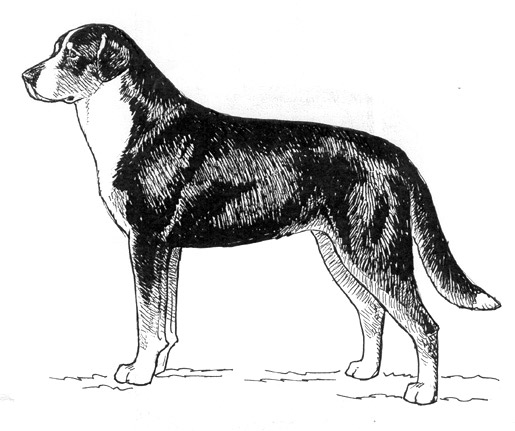 Dog Images
