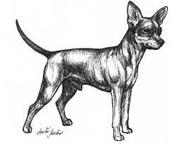 Dog Images