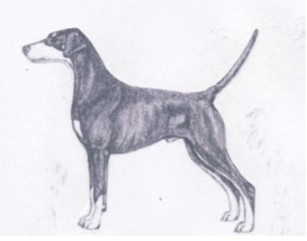 Dog Images